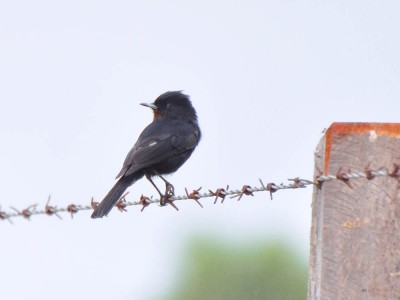 maria-preta-de-garganta-vermelha