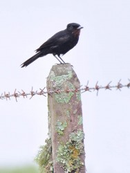 maria-preta-de-garganta-vermelha 