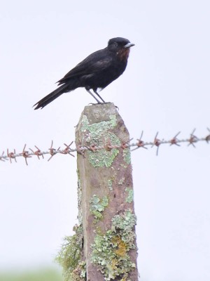 maria-preta-de-garganta-vermelha