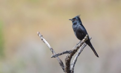 maria-preta-de-penacho