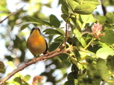 mariquita_20100529_1104579413