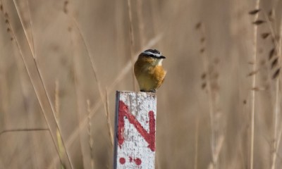 papa-moscas-do-campo