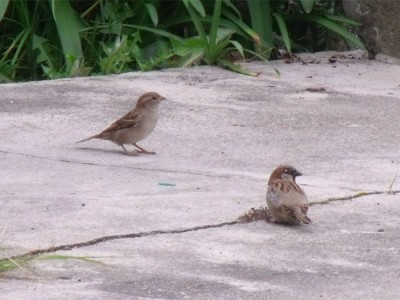 pardal_20100517_1012347152