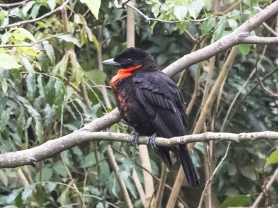 Pavó - Pyroderus scutatus