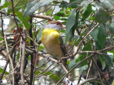 pitiguari_20100623_1973902032