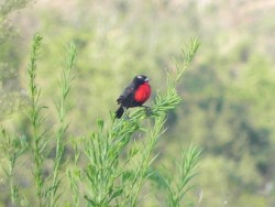 policia-inglesa-do-sul