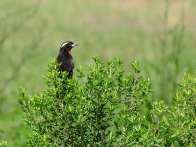 policia-inglesa-do-sul