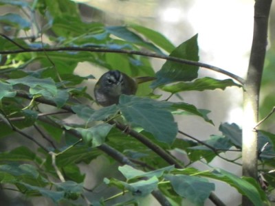 pula-pula-assobiador