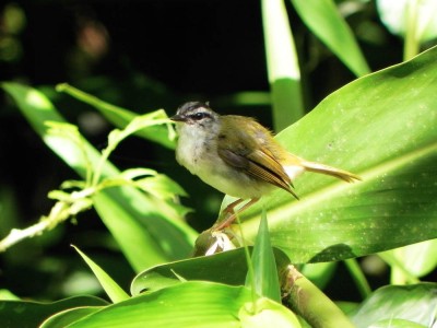 Pula-pula-ribeirinho
