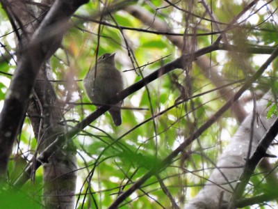 Rendeira - Manacus manacus - F&ecirc;mea