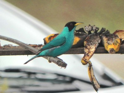 Sa&iacute;-verde - Chlorophanes spiza