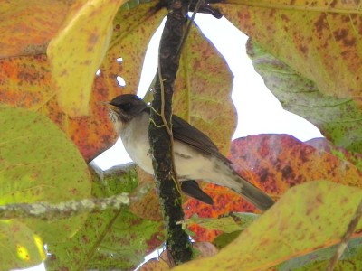 sabi-poca_20100727_1969628010