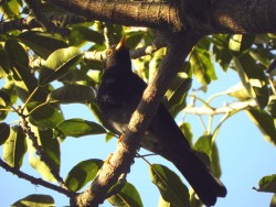 Sabi&aacute;-una - Turdus flavipes