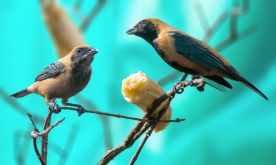 Sa&iacute;ra-amarela - Tangara cayana  Casal