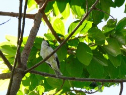 saira-do-chapeu-preto