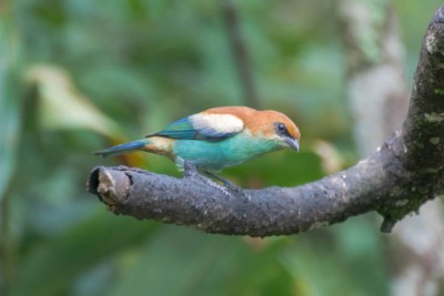 saira-preciosa-macho