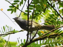 sanhacu-de-encontro-amarelo