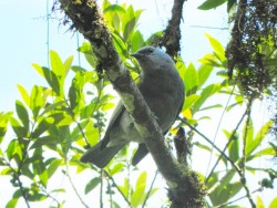 sanhacu-encontro-amarelo