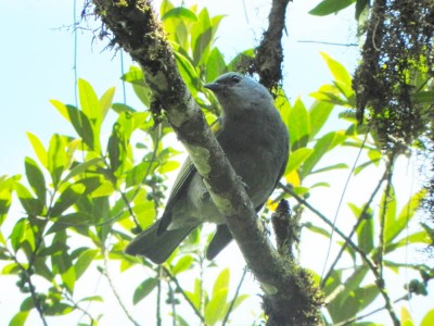 sanhacu-encontro-amarelo