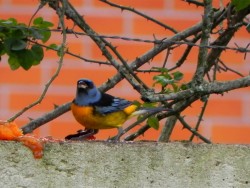 sanha&ccedil;o-papa-laranja
