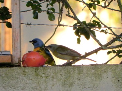 sanhao-papa-laranja_20100602_1535547263