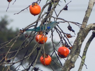 sanhau-de-encontro-azul_20100601_1146219721