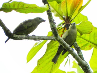 sanha&ccedil;u-do-coqueiro