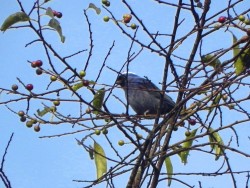 sanhau-frade_20100808_1092565097