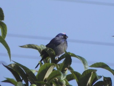 sanhau-frade_20100808_1421911695