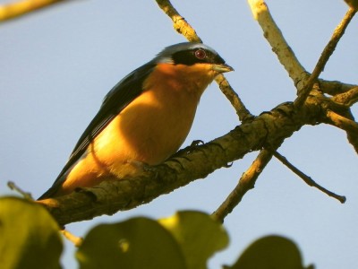 sara-viva_20100630_1021533542