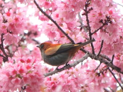 sara-viva_20100630_1255581191