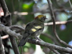 Soldadinho - Antilophia galeata