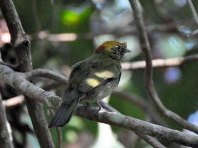 Soldadinho - Antilophia galeata