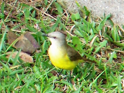 suiriri_20100514_1094397555