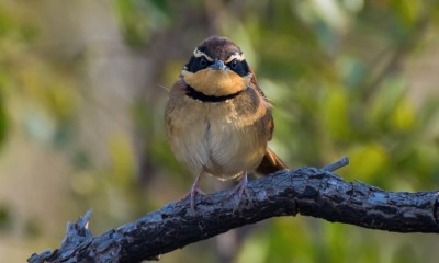 tapaculo-de-colarinho