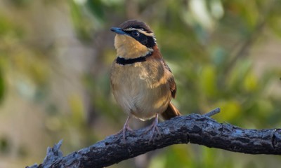 tapaculo-de-colarinho2