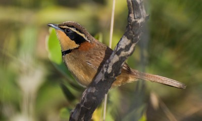 tapaculo-de-colarinho3