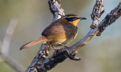 tapaculo-de-colarinho4