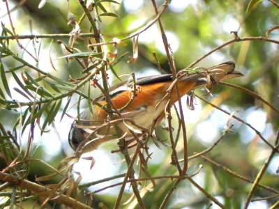 tico-tico-da-taquara