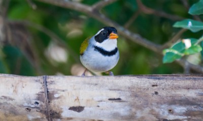 tico-tico-de-bico-amarelo