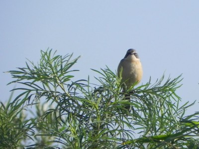tico-tico-do-banhado