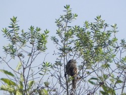 tico-tico-do-banhado