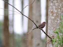 tico-tico-rei fêmea