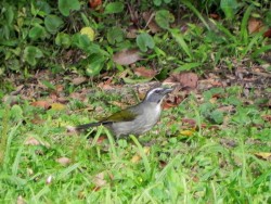 trinca-ferro-verdadeiro