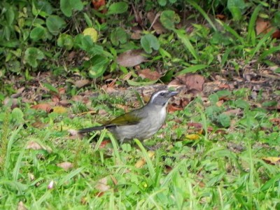 trinca-ferro-verdadeiro