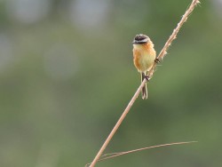 papa-moscas-do-campo