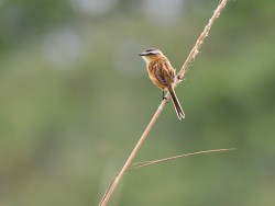 papa-moscas-do-campo