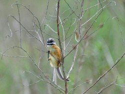 papa-moscas-do-campo