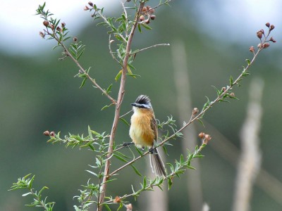 papa-moscas-do-campo