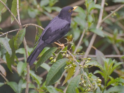 Sabi&aacute;-una - Turdus flavipes